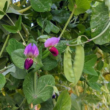 Grellet Pallanche Snow Pea Grellet Pallanche Snow Pea