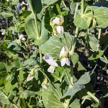 Pole Pea from Anten Alingsås Pole Pea from Anten Alingsås