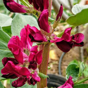 Crimson Flowered Broad Bean  Crimson Flowered Broad Bean