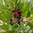 Crimson Flowered Broad Bean 