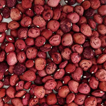 Dixie Speckled Lima Bush Bean Dixie Speckled Lima Bush Bean