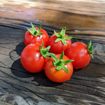 Cherry Falls Cascading Tomato Cherry Falls Cascading Tomato