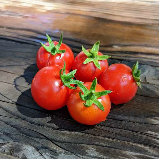 Cherry Falls Cascading Tomato