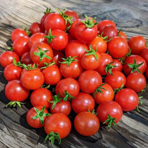 Gartenperle Cascading Tomato