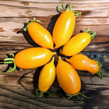 Guinel Yellow Cascading Tomato Guinel Yellow Cascading Tomato