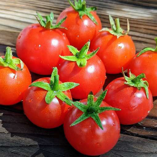 Tumbling Tom Red Cascading Tomato