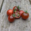 Cherry Tomato Brown Micro Dwarf Tomato