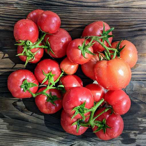 Christmas Tree Micro Dwarf Tomato