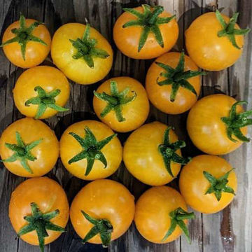 Chubby Bunny Micro Dwarf Tomato Chubby Bunny Micro Dwarf Tomato