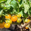 Chubby Bunny Micro Dwarf Tomato