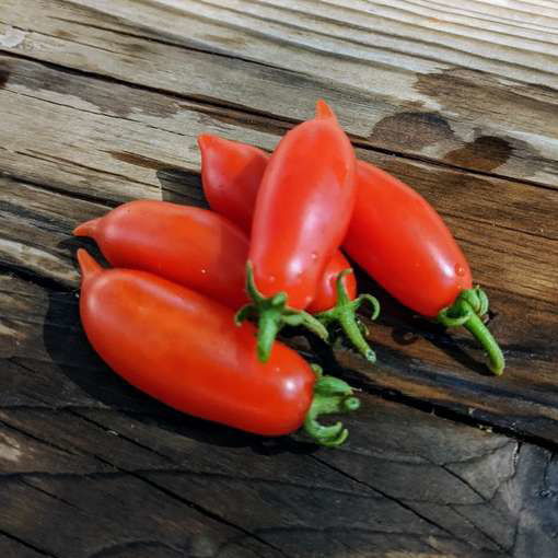 Curly Kaley Long Micro Dwarf Tomato