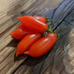 Curly Kaley Long Micro Dwarf Tomato