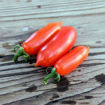 Curly Kaley Long Micro Dwarf Tomato