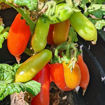 Curly Kaley Long Micro Dwarf Tomato