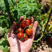 Dark Dwarf Multiflora Micro Dwarf Tomato