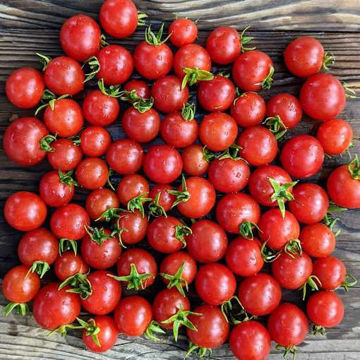 Decotomate Micro Dwarf Tomato Decotomate Micro Dwarf Tomato