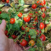 Decotomate Micro Dwarf Tomato