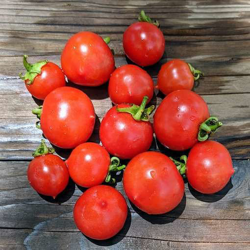 Evita Micro Dwarf Tomato