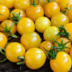 GG´s Glory Multiflora Micro Dwarf Tomato