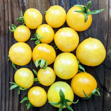 Ghevichi Micro Dwarf Tomato Ghevichi Micro Dwarf Tomato