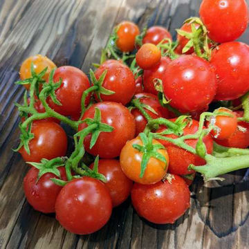 Gothic Micro Dwarf Tomato Gothic Micro Dwarf Tomato