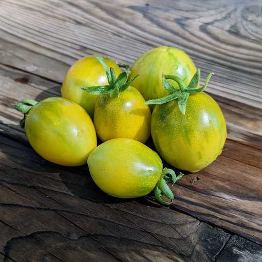 Jewel Beetle Micro Dwarf Tomato