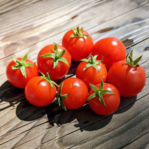 Little Mo Micro Dwarf Tomato