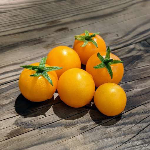 Little Sun Micro Dwarf Tomato