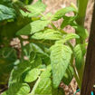 Little Sun Micro Dwarf Tomato