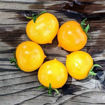 Orange Russian Micro Dwarf Tomato