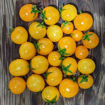 Orange Russian Micro Dwarf Tomato