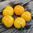 Orange Russian Micro Dwarf Tomato