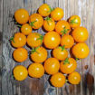 Orange Russian Micro Dwarf Tomato