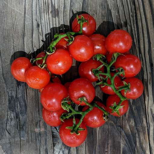 Pinocchio Red Micro Dwarf Tomato