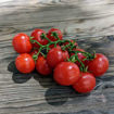 Pinocchio Red Micro Dwarf Tomato