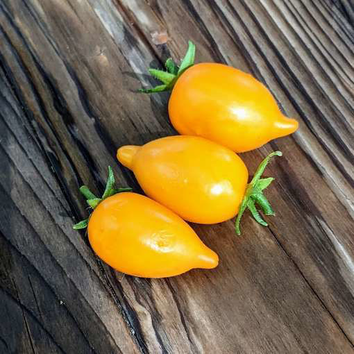 Plumbrella Yellow Micro Dwarf Tomato