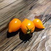 Plumbrella Yellow Micro Dwarf Tomato