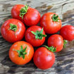 Pot´n Patio Micro Dwarf Tomato