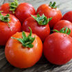 Pot´n Patio Micro Dwarf Tomato