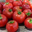 Pot´n Patio Micro Dwarf Tomato