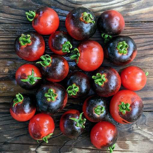 Purple Boy Micro Dwarf Tomato