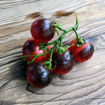 Purple Boy Micro Dwarf Tomato