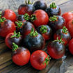 Purple Boy Micro Dwarf Tomato