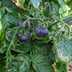 Purple Boy Micro Dwarf Tomato