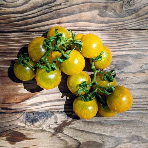 Purple Boy Green Micro Dwarf Tomato