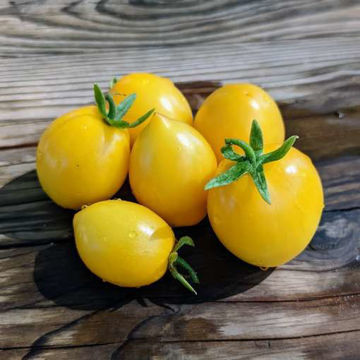 Raindrop Micro Dwarf Tomato Raindrop Micro Dwarf Tomato