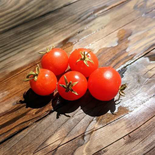 Raspberry Ruffles Micro Dwarf Tomato