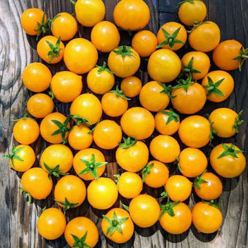 Aztek Micro Dwarf Tomato Aztek Micro Dwarf Tomato