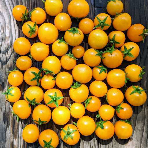 Aztek Micro Dwarf Tomato