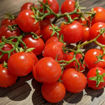 Balconi Red Micro Dwarf Tomato